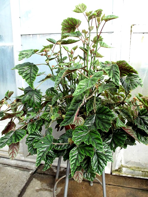 Metallic Leaf Begonia