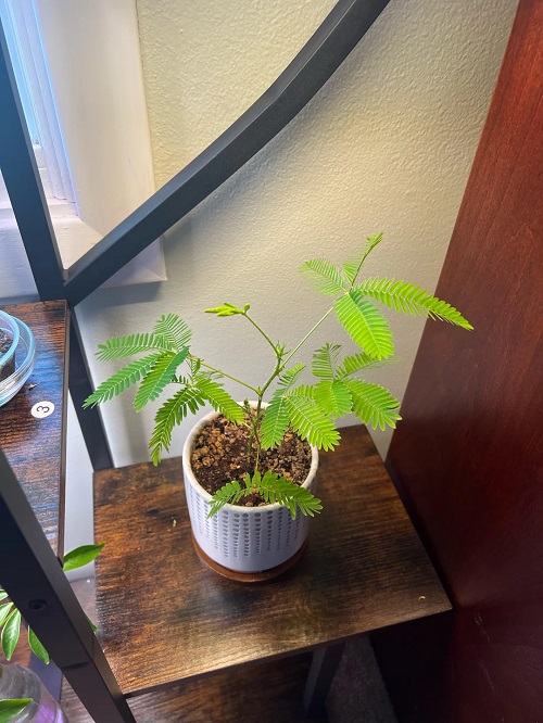 Strange Plants That Move When You Touch Them