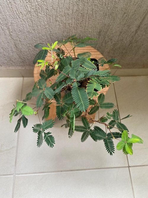 Why Mimosa Plants Close When You Touch Them