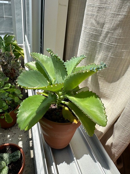 indoor plant