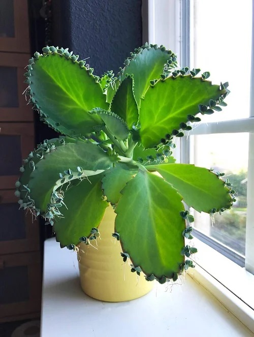 indoor plant near window