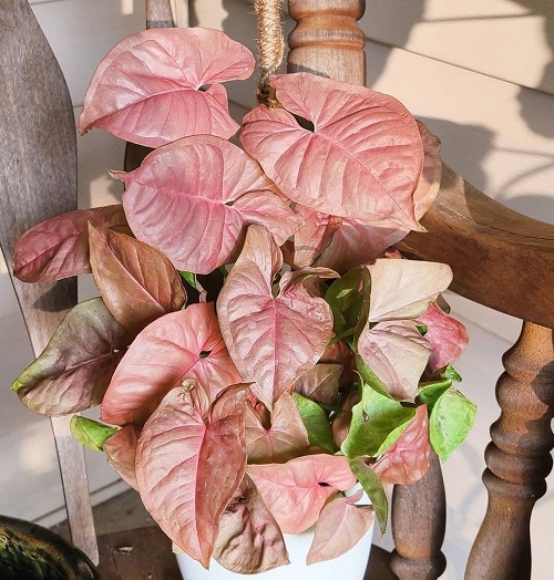 Neon Arrowhead Plant 