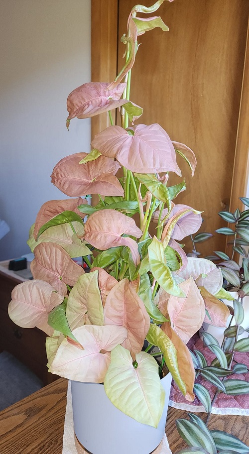 Pretty In Pink: 8 Stunning Plants with Pink New Growth