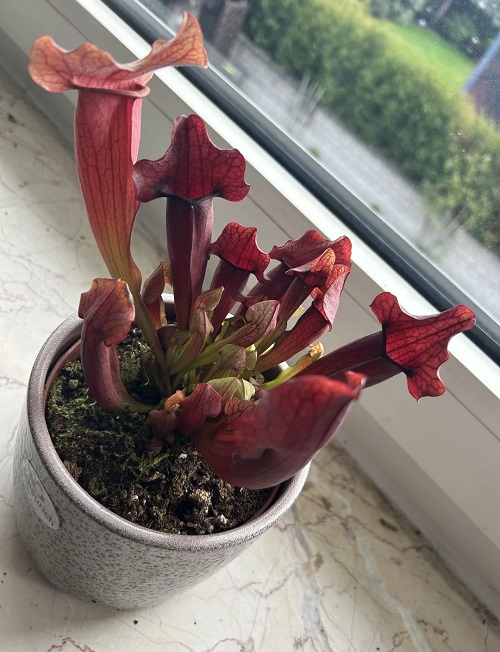 North American Pitcher Plant in pot