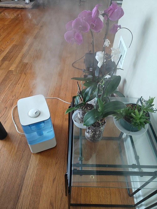 plants near humidfier