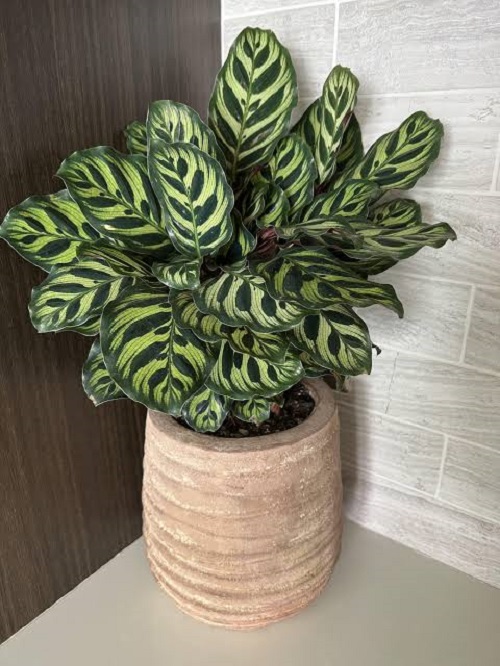 Peacock Plant