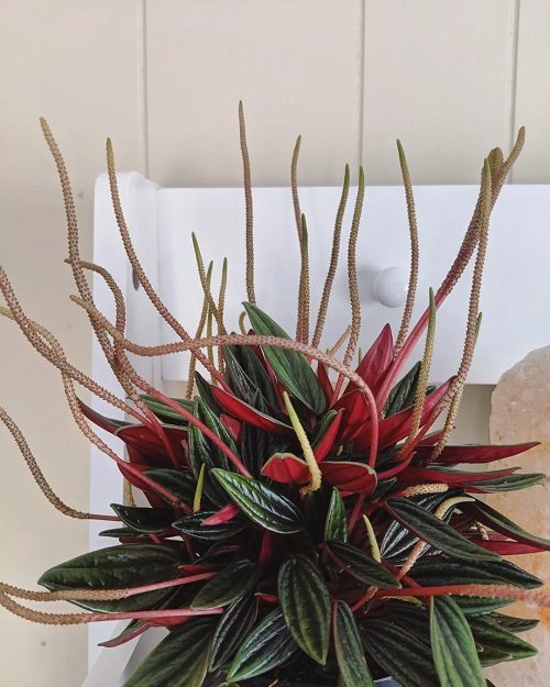 Peperomia rosso