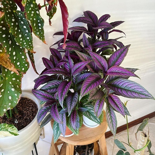 Persian Shield