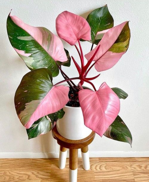 Philodendron Pink Princess