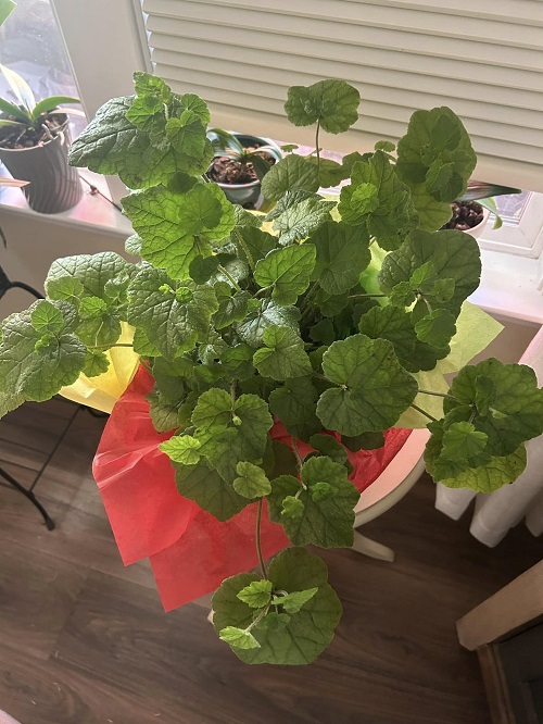 Piggyback Plant