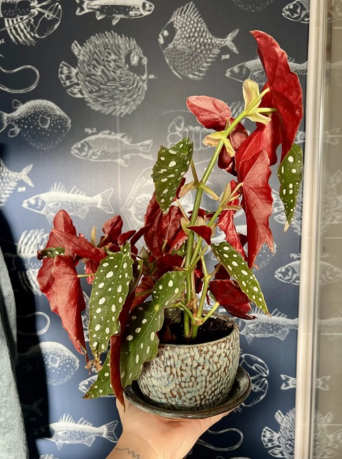 Polka Dot Begonia