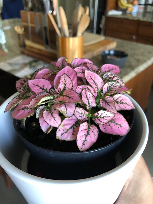 Polka Dot Plant 