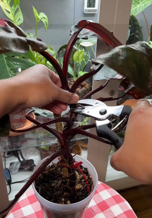 Keep the Pink New Growth Thriving (Care Guide)