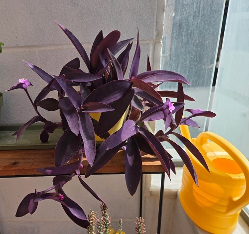 Purple Heart plant
