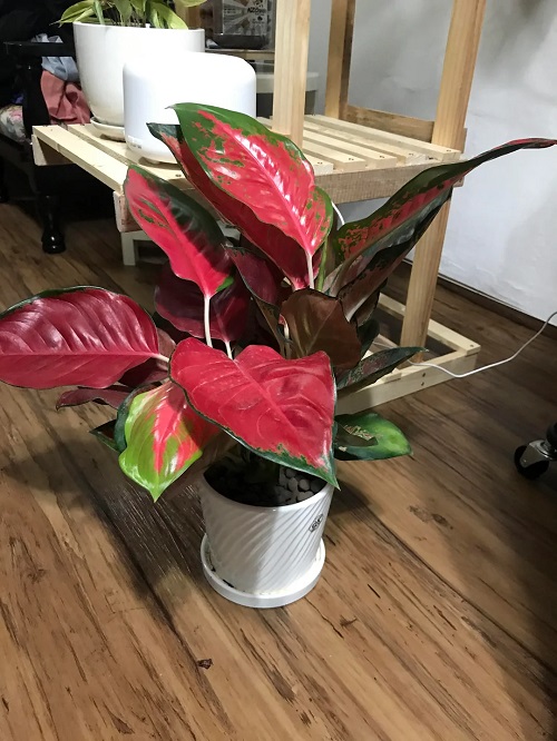 Red King Aglaonema 1