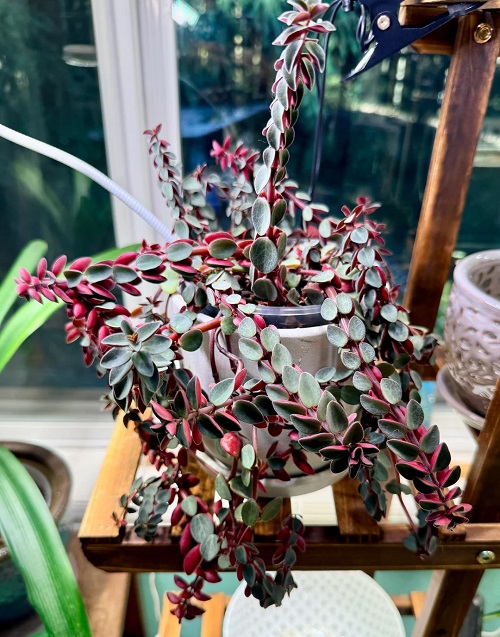 Red Twist Peperomia