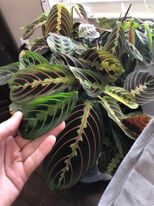 Red-Veined Prayer Plant