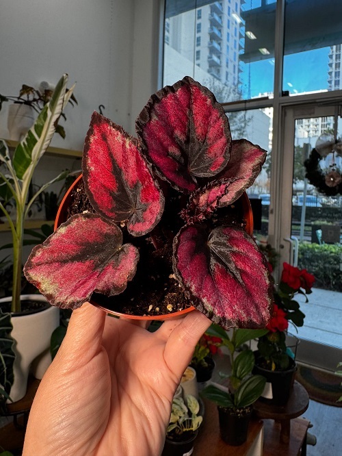 Rex Begonia