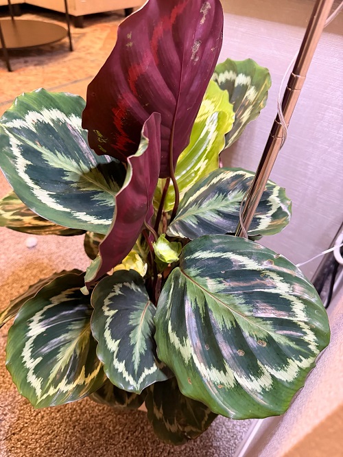 Rose Painted Calathea