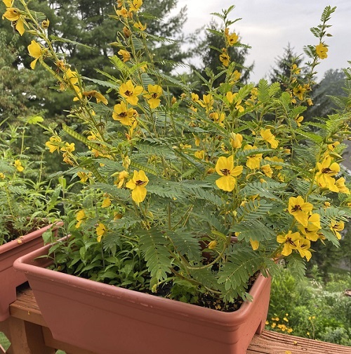 Sensitive Partridge Pea