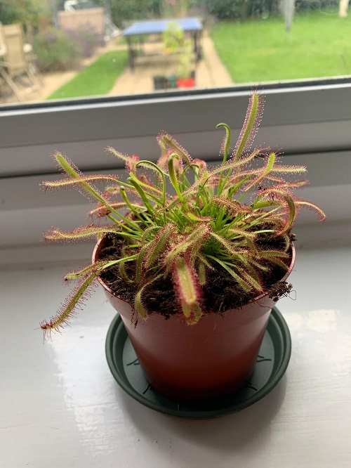 Sundew plant
