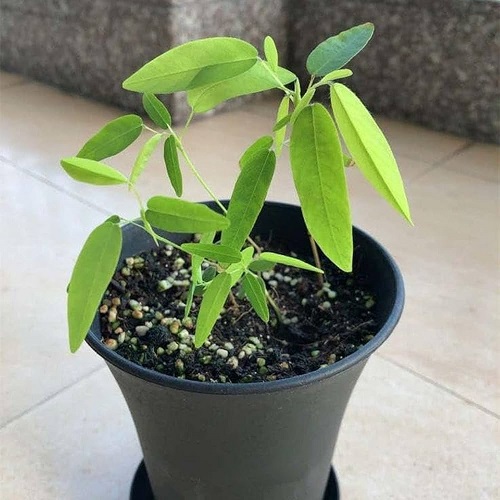 Telegraph Plant
