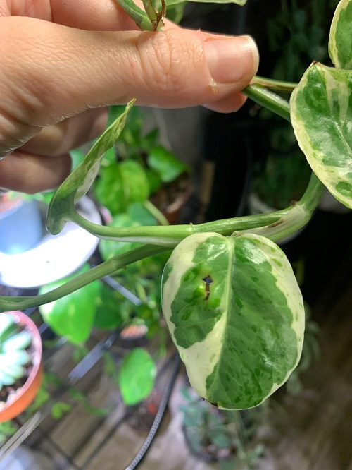 Thrips on Houseplants: How to Detect, Treat, & Prevent
