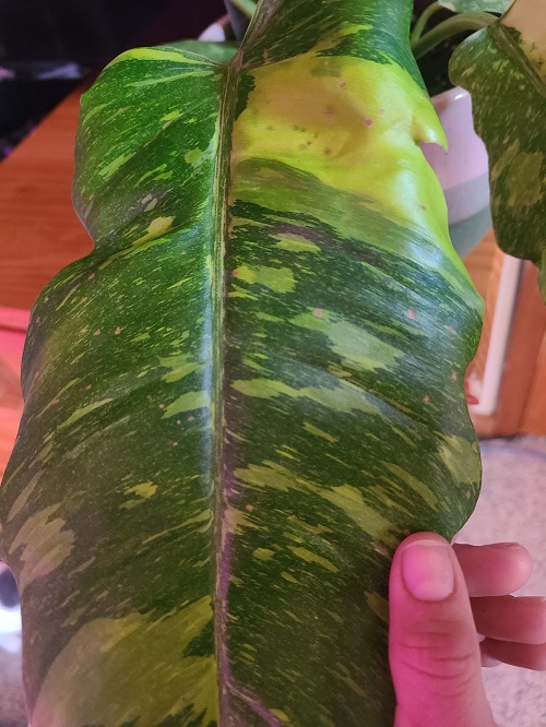 Signs Your Houseplant is Infested with Thrips