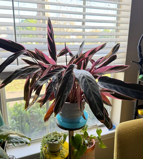 Houseplants with Red Underside Leaves