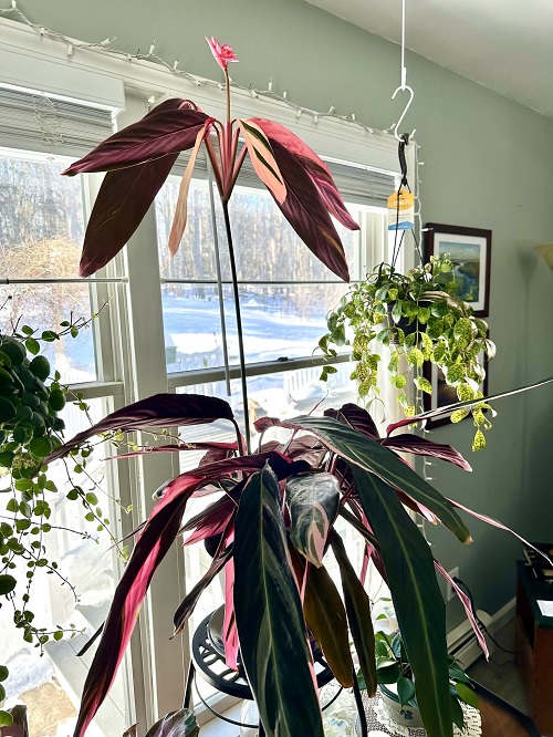 Houseplants with Red Underside Leaves