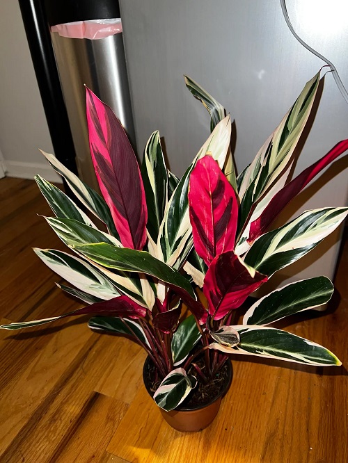 Triostar Stromanthe