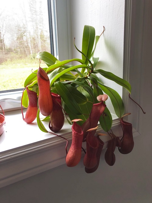 Tropical Pitcher Plant 