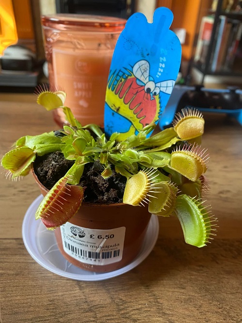 Venus Flytrap