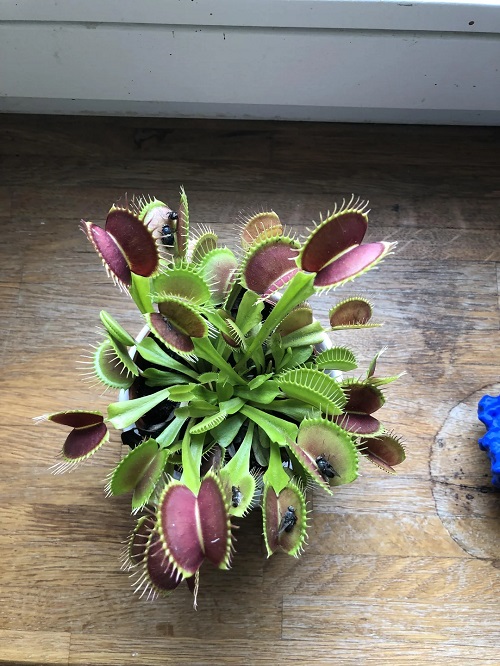 Carnivorous Plants For Beginners To Grow