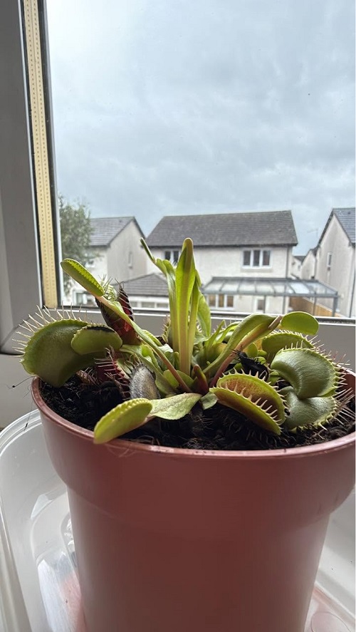 Venus Flytrap