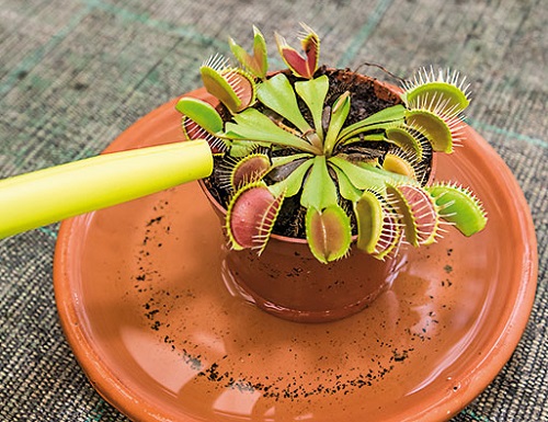 Venus Flytrap watering