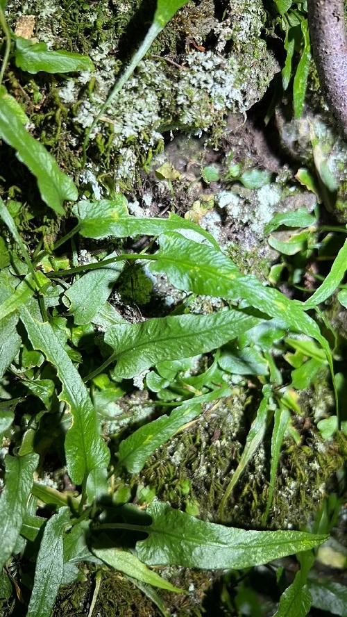 Walking Fern