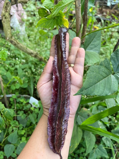Winged bean