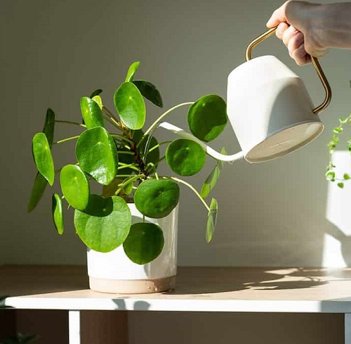 Over-Watering