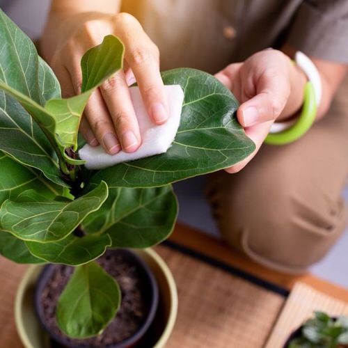 clean indoor plants leaves