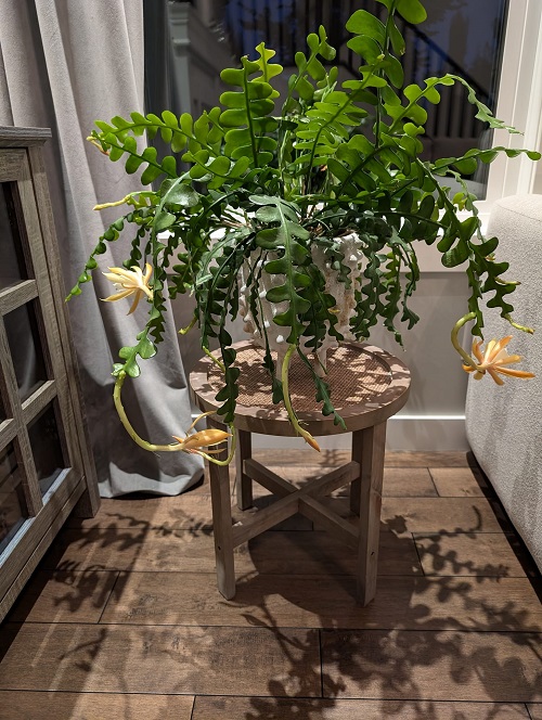 Low Light plants