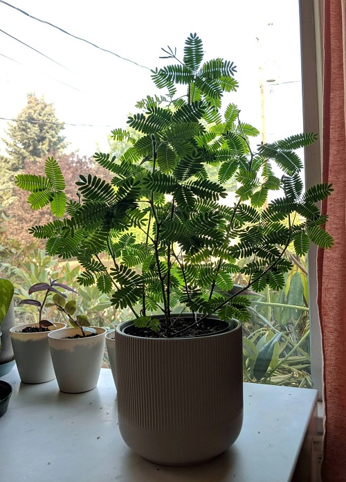 Grow Touch-Sensitive Plants Indoors