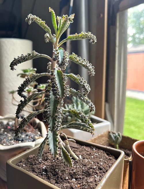 Mother of Millions 2
