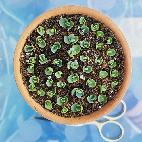 mother of thousands propagation