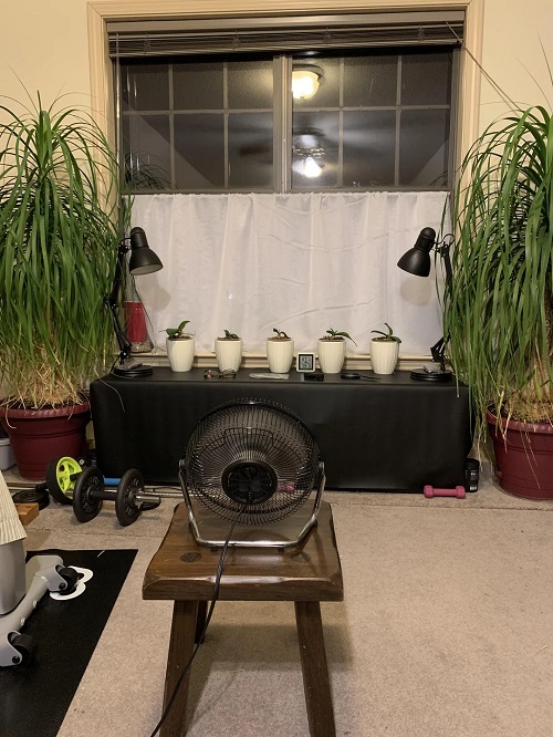 oscillating fan near plant