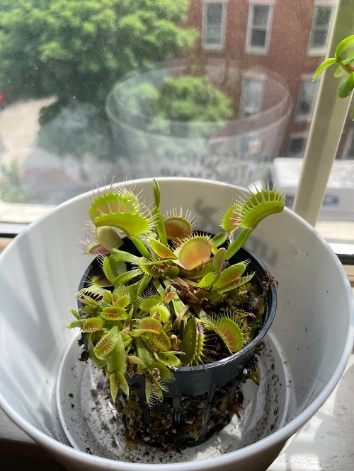 venus flytrap repotting 